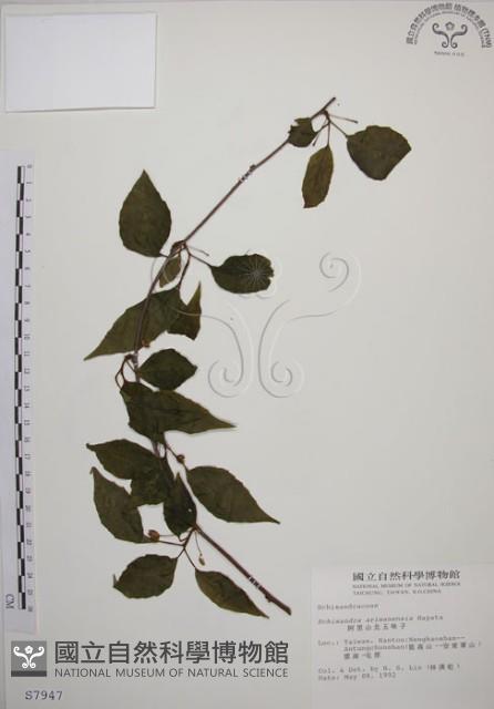 阿里山五味子藏品圖，第1張