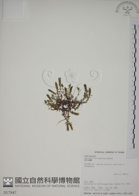 黃斑龍膽藏品圖，第1張