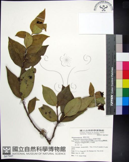 革葉羊角扭、細脈榖木藏品圖，第1張