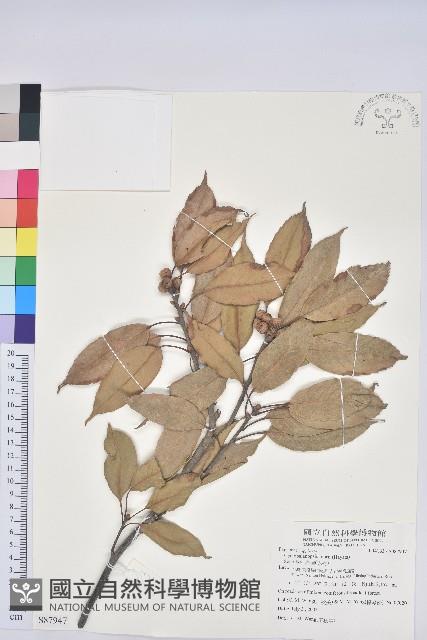 赤柯、赤椆、森氏櫟藏品圖，第1張