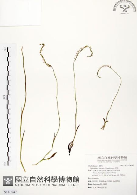 綬草藏品圖，第1張