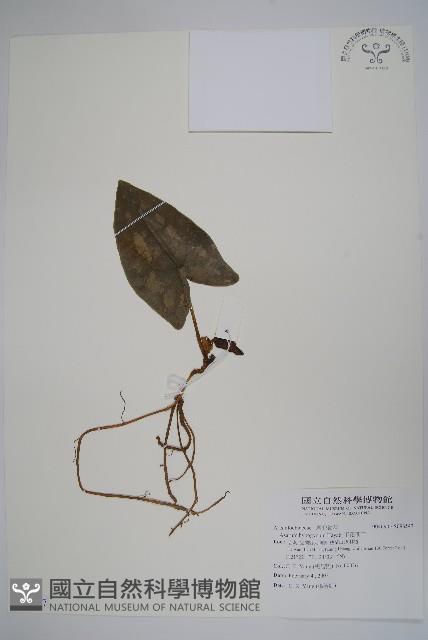 下花細辛藏品圖，第1張