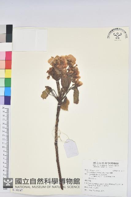 油桐藏品圖，第1張