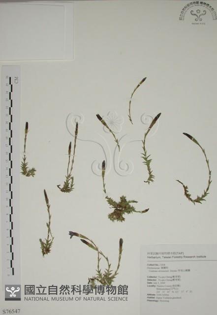 阿里山龍膽藏品圖，第1張