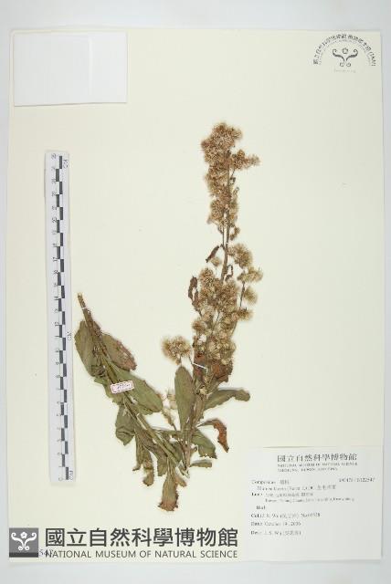 生毛將軍藏品圖，第1張