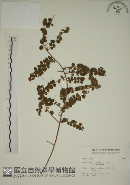小葉黃鱔藤藏品圖，第1張