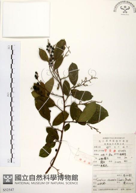 灰木藏品圖，第1張