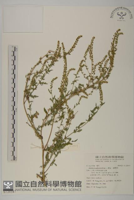 豬草、瘤果菊藏品圖，第1張