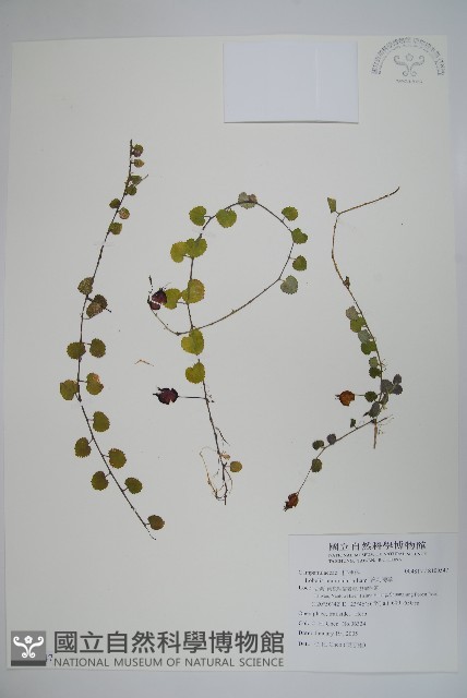 普刺特草藏品圖，第1張