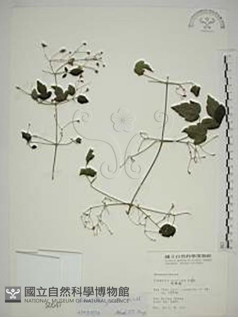 登錄號:S000547藏品圖，第1張