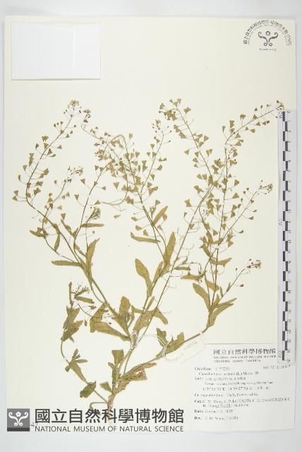 薺藏品圖，第1張