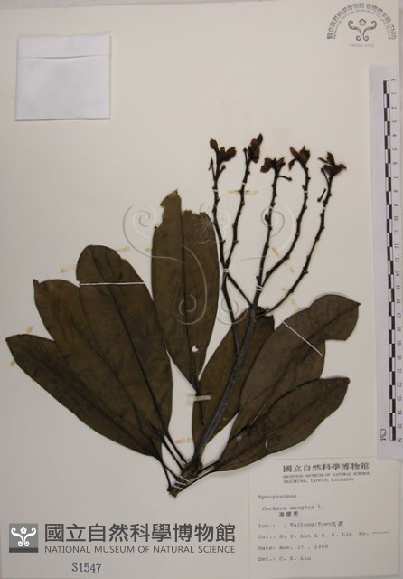 海檬果藏品圖，第1張