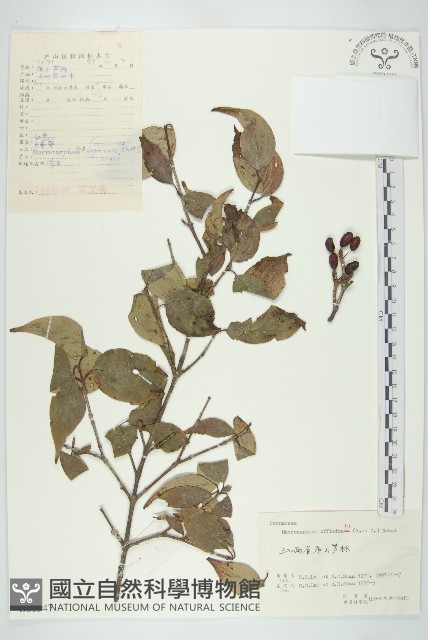 山茱萸藏品圖，第1張