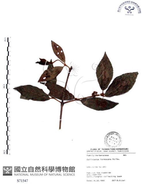 杜虹花，台灣紫珠藏品圖，第1張