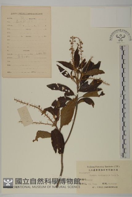 華東山柳藏品圖，第1張