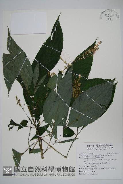 尼氏擬馬偕花藏品圖，第1張