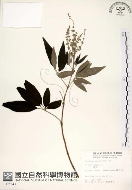 黃荊藏品圖，第1張