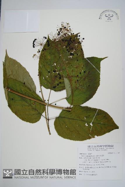 登錄號:S115547藏品圖，第1張