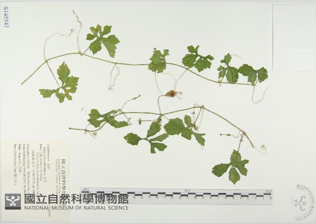 苦瓜藏品圖，第1張