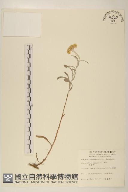 鼠麴草藏品圖，第1張