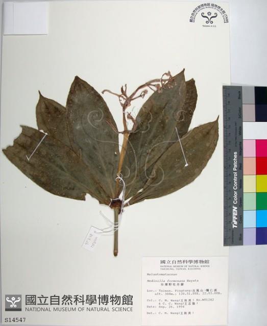 臺灣野牡丹藤藏品圖，第1張