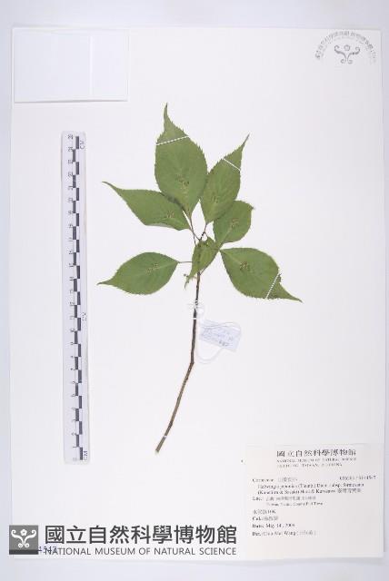 臺灣青莢葉藏品圖，第1張