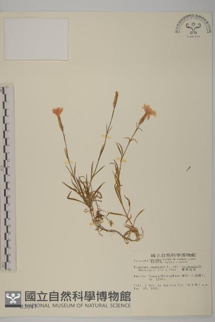 臺灣瞿麥藏品圖，第1張