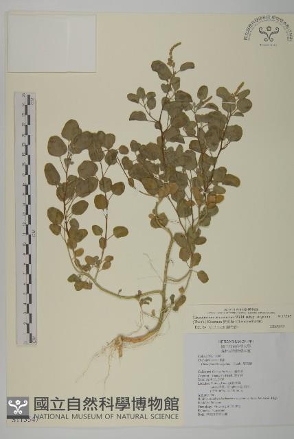 變葉藜藏品圖，第1張