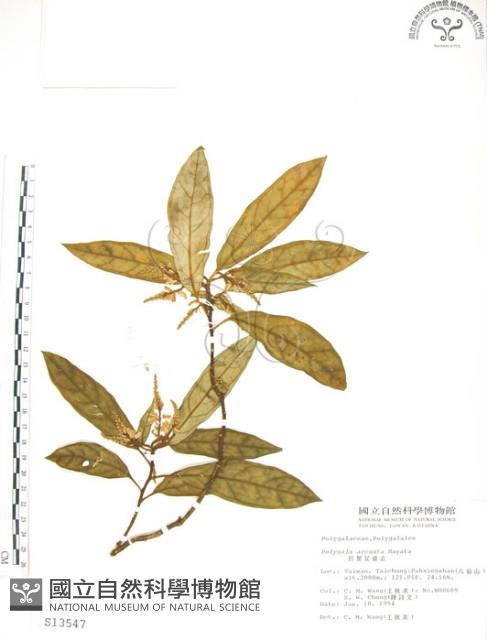 巨葉花遠志藏品圖，第1張