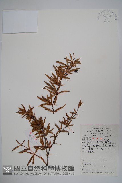 芒齒小檗藏品圖，第1張