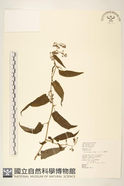 蔓黃菀藏品圖，第1張