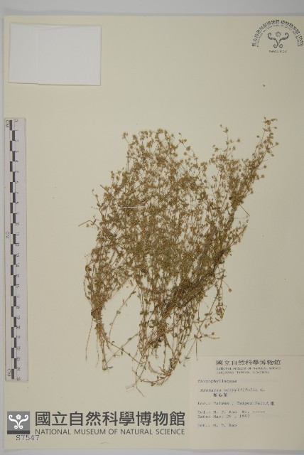 無心菜、鵝不食草藏品圖，第1張