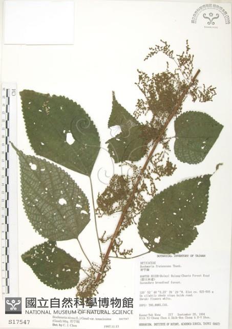 青苧麻藏品圖，第1張