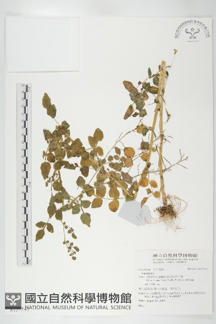 登錄號:S137547藏品圖，第1張