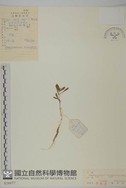 孩兒參藏品圖，第1張