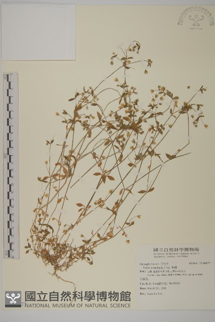 繁縷藏品圖，第1張