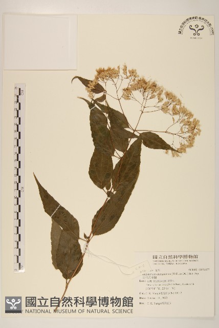 田代氏澤蘭藏品圖，第1張