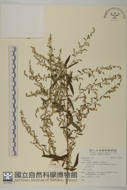 登錄號:S136677藏品圖，第1張