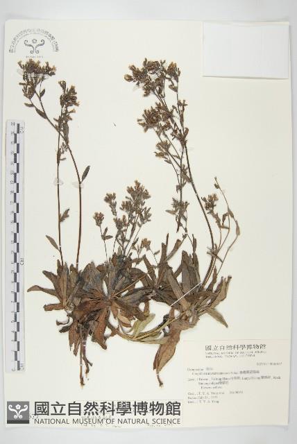 細葉假黃鵪菜藏品圖，第1張