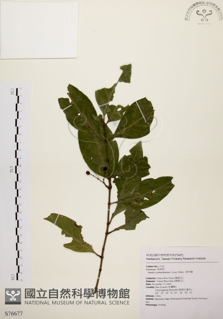 茜草樹藏品圖，第1張