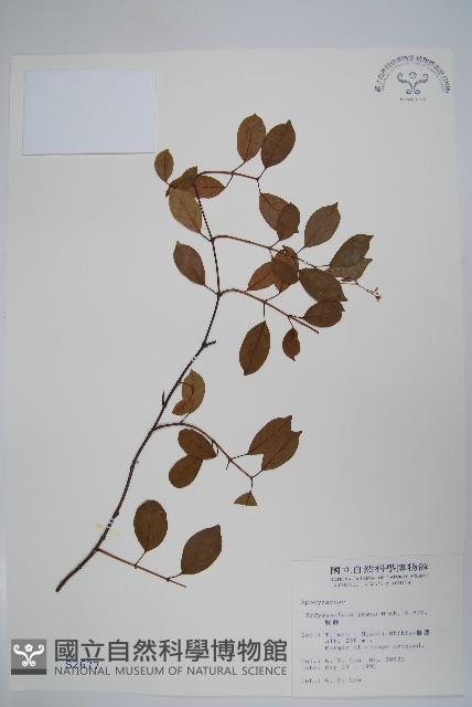 酸藤藏品圖，第1張