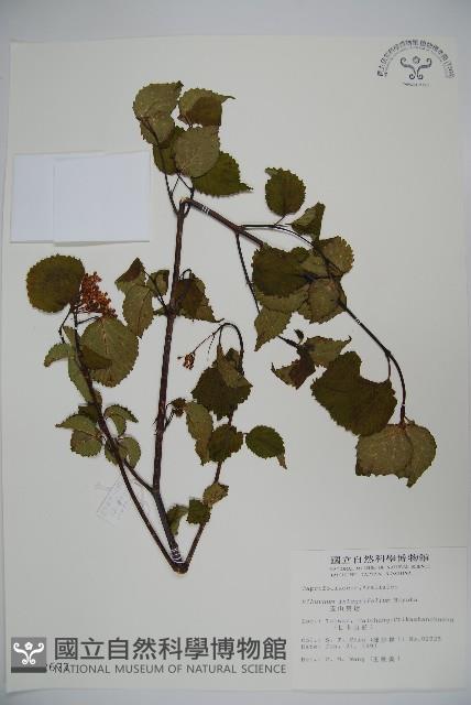 玉山糯米樹、狹葉糯米樹藏品圖，第1張