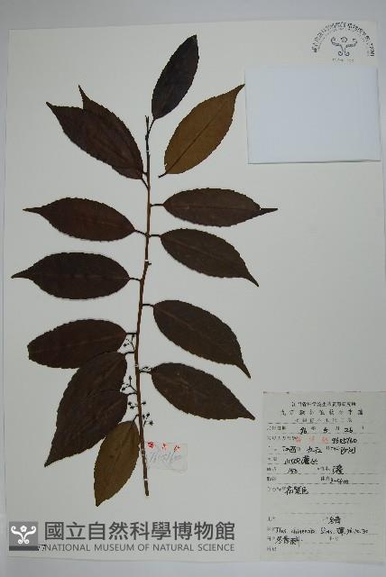 冬青藏品圖，第1張