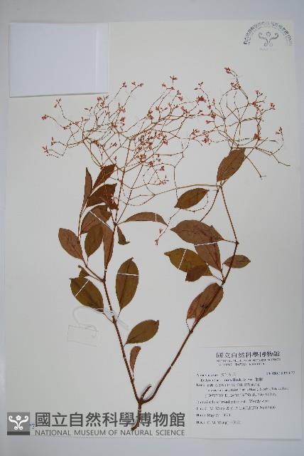 酸藤藏品圖，第1張