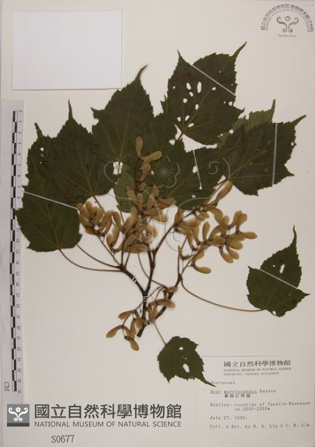 臺灣紅榨槭藏品圖，第1張