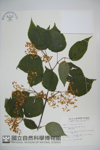 樺葉莢迷、玉山莢迷藏品圖，第1張