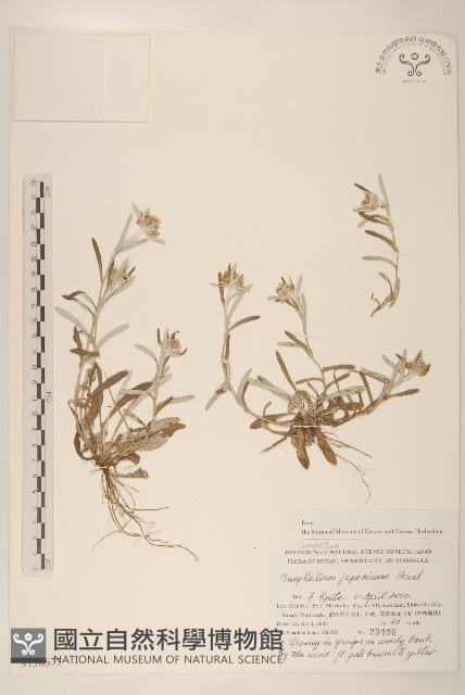 父子草、天青地白藏品圖，第1張