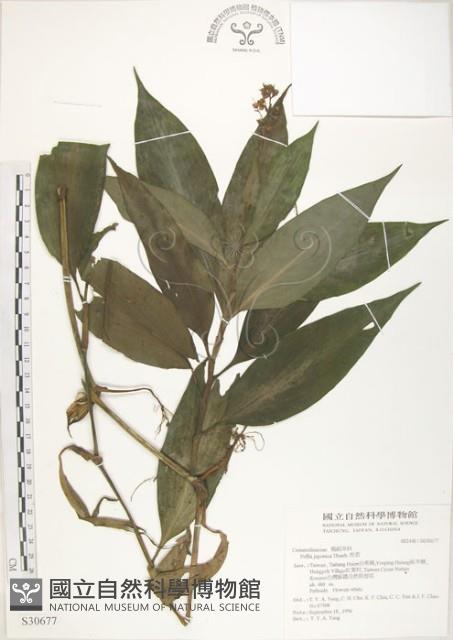 杜若藏品圖，第1張