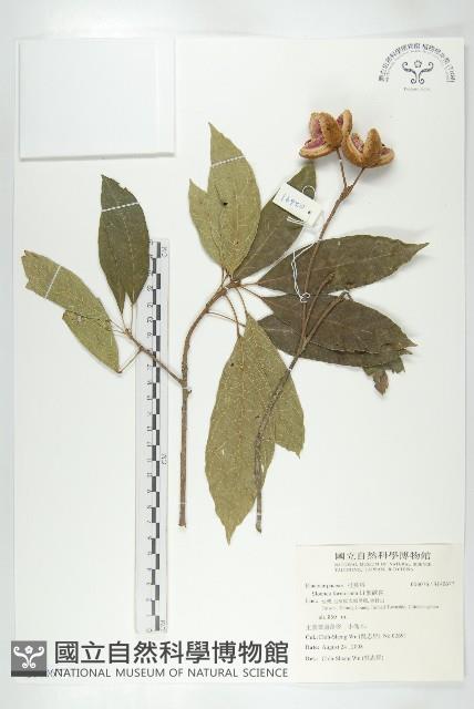 猴歡喜藏品圖，第1張