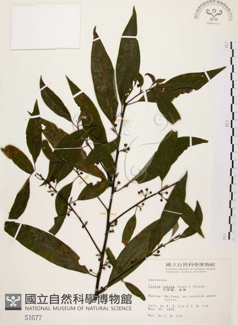 山胡椒藏品圖，第1張
